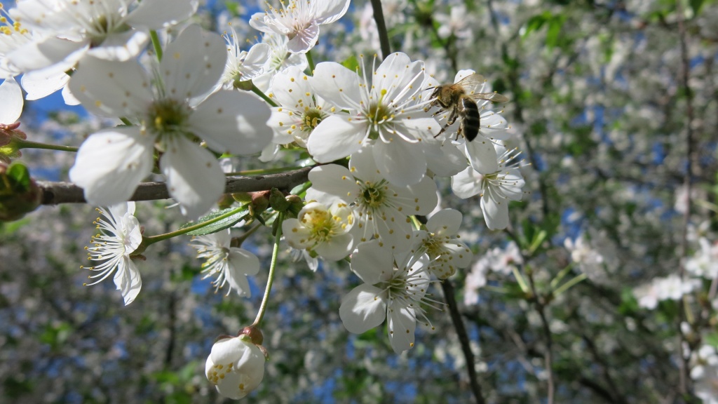 Лечение миомы матки прополисом
