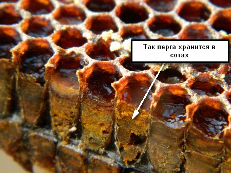 Что Такое Перга Пчелиная Фото Что Такое Перга Пчелиная Фото